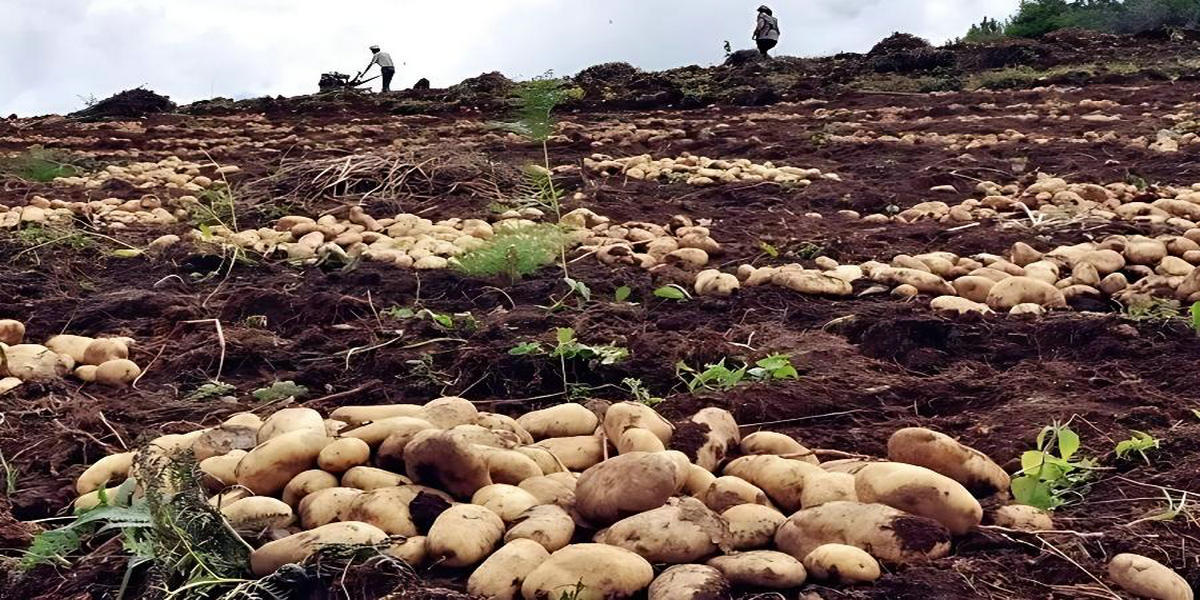 土豆（馬鈴薯）冷藏保鮮庫(kù)監(jiān)控案例